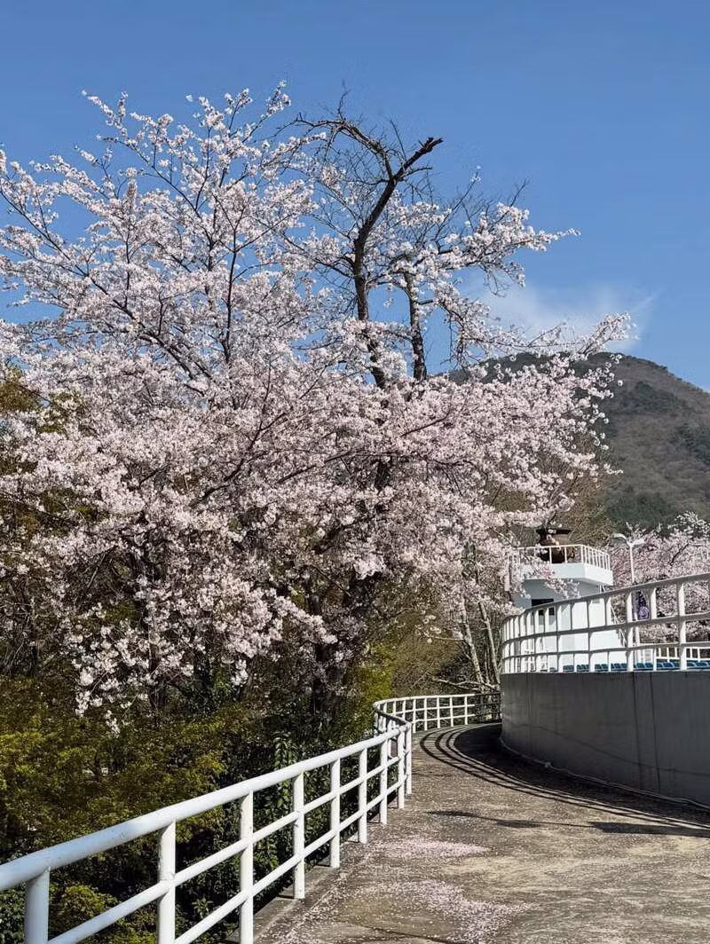 qwer 시요밍 벚꽃 나들이 인스타 5