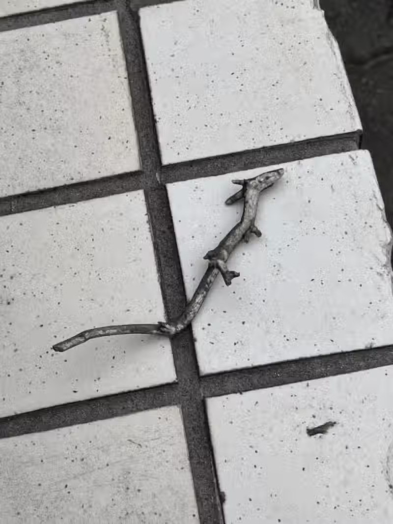 길 가다가 레어템 주운 일본인 3