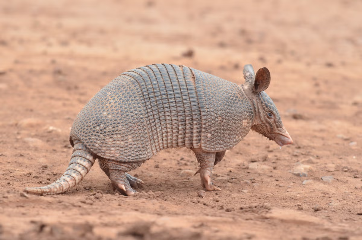아르마딜로vs천산갑 2