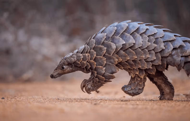 아르마딜로vs천산갑 7