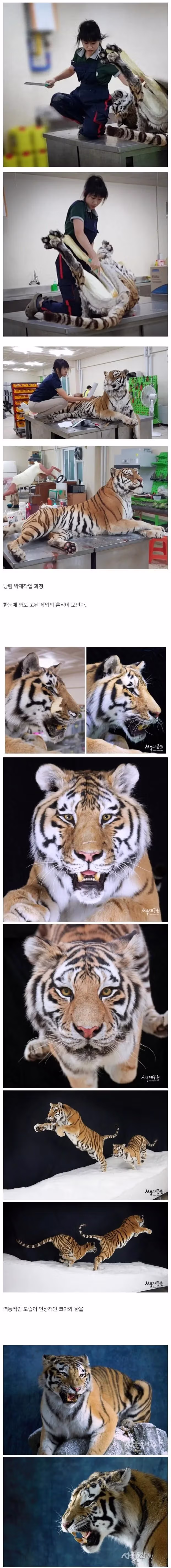 국내에서 소멸되고 있다는 박제 기술..jpg 3