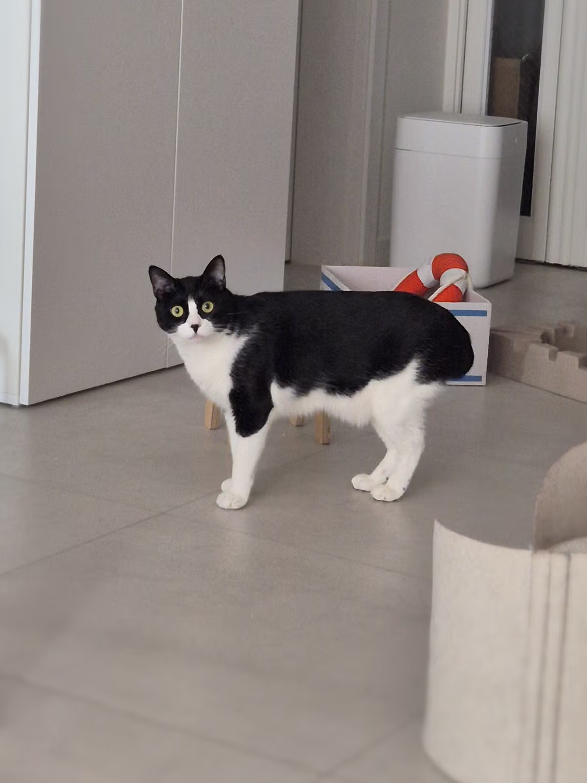 낯선 인간이 집에서 안나가서 왜 안가지하는 고양이 2