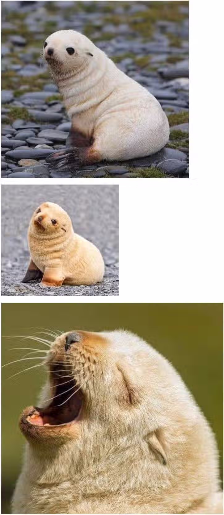 생후 5일된 아기 물개.jpg 2