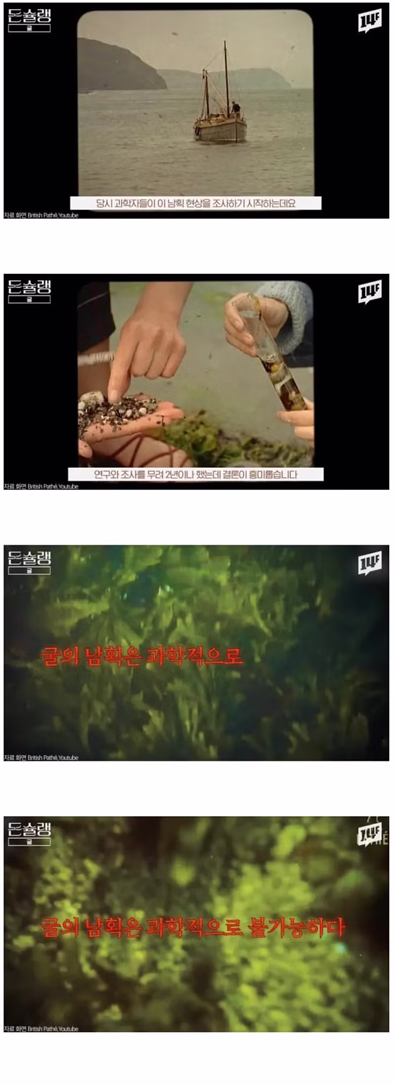 서양에서 굴 값이 비싼 진짜 이유 9