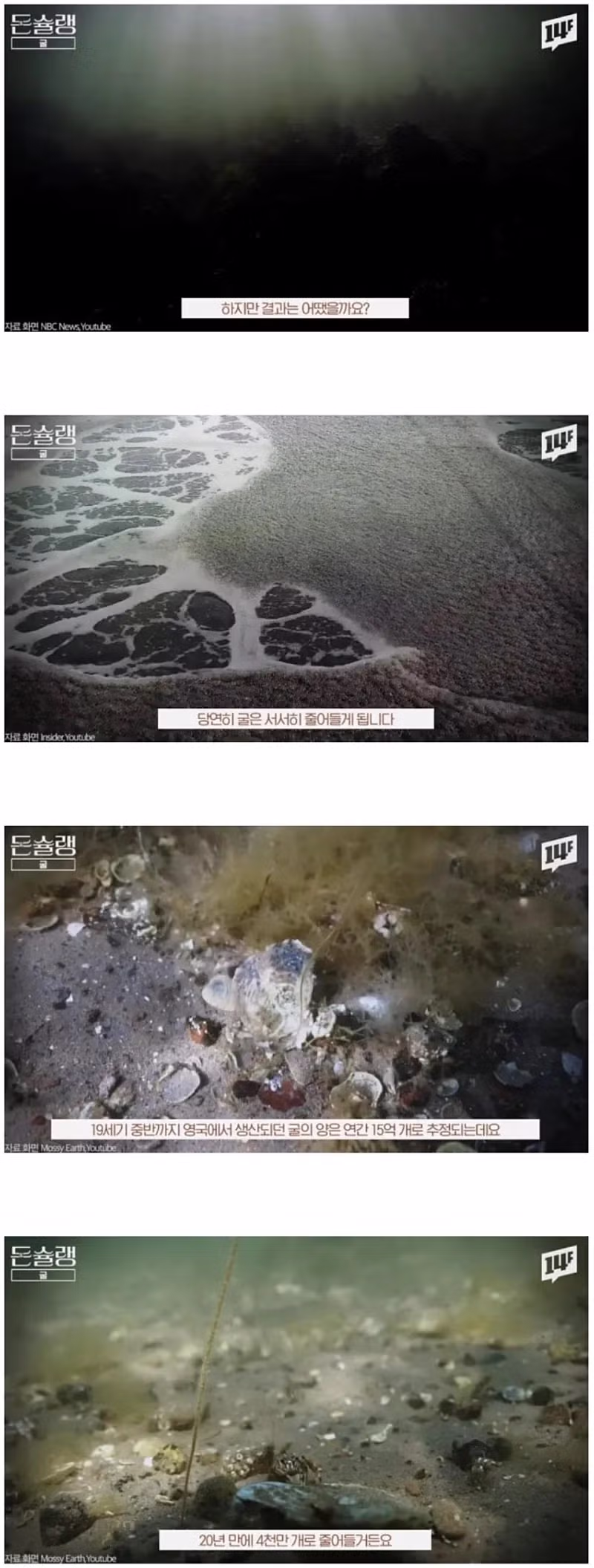 서양에서 굴 값이 비싼 진짜 이유 12