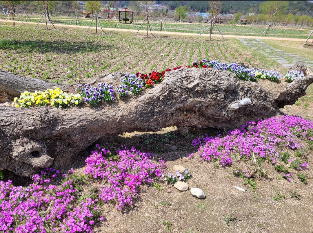 봄의 초입에 와이프랑 나들이 다녀온 사진들 2