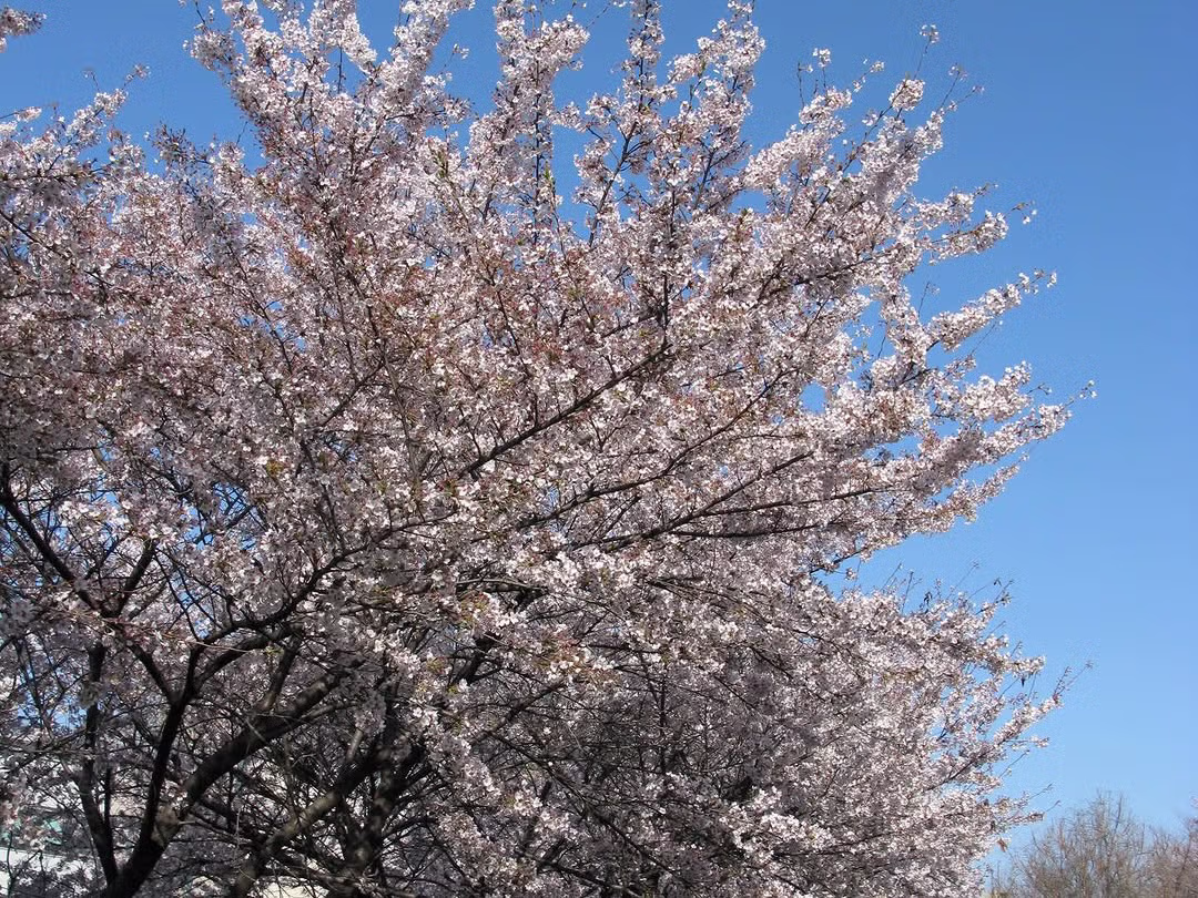 아이브 안유진 인스타(ft.엄마가 찍어준 여친짤🌸) 9
