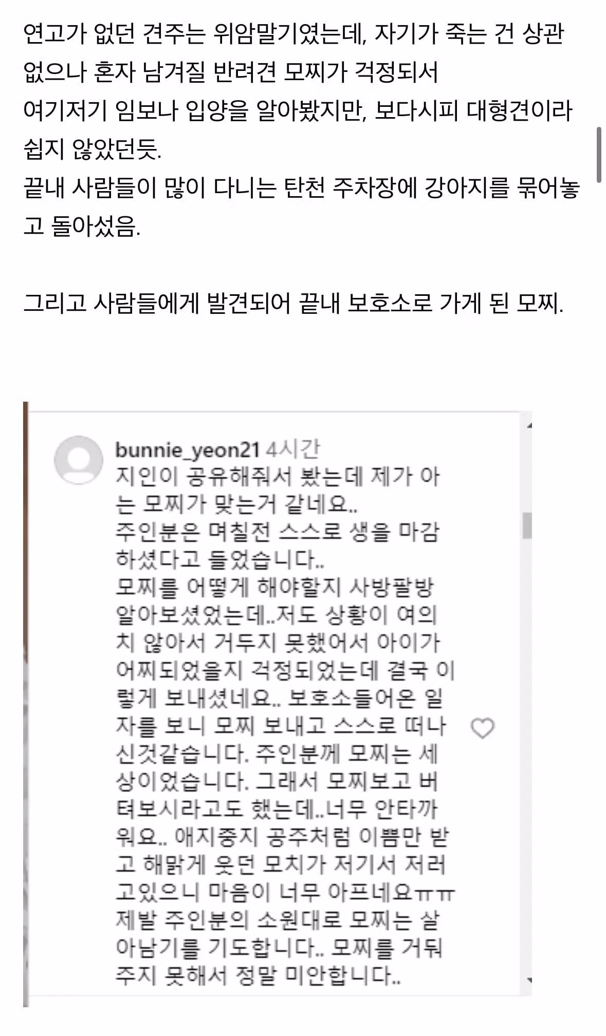탄천주차장 버려진강아지 후기 6