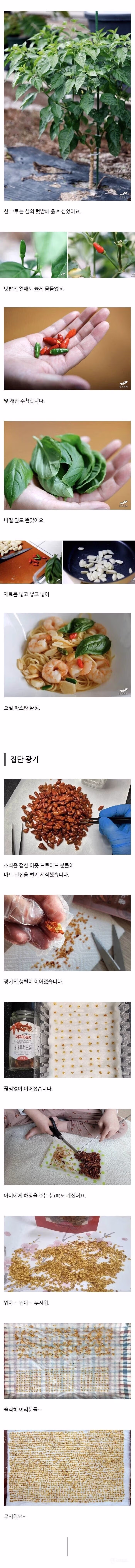 국내에서 페페론치노 키우는 방법 5