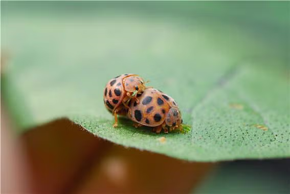 무당벌레 친구가 방문했어요 ^^ 2