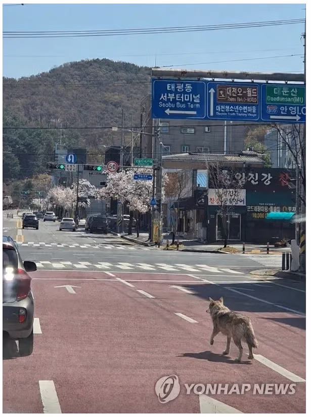 [단독] 대전 오월드 늑대 '늑구'... 땅굴 파고 탈출 2