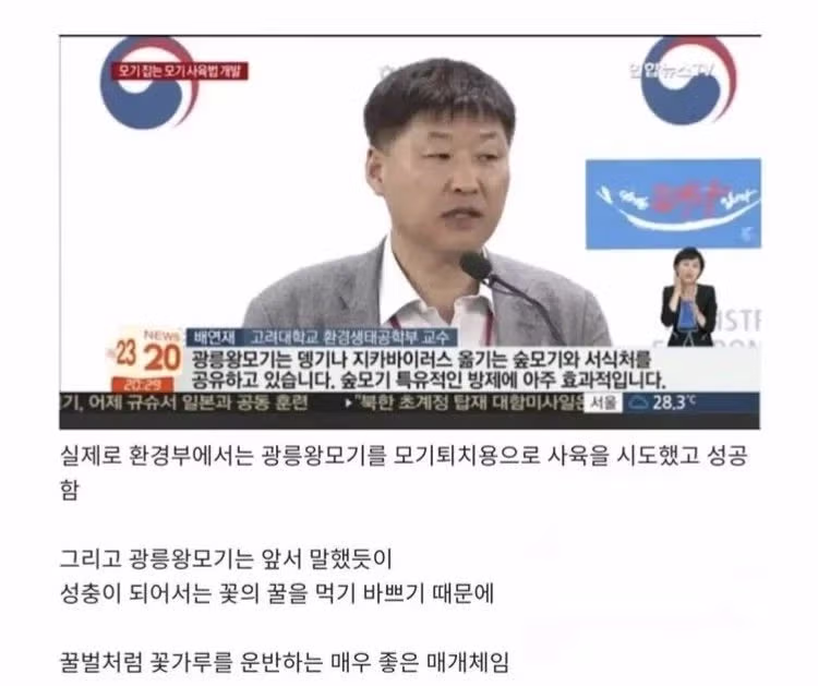 한반도 토종 착한 모기 3