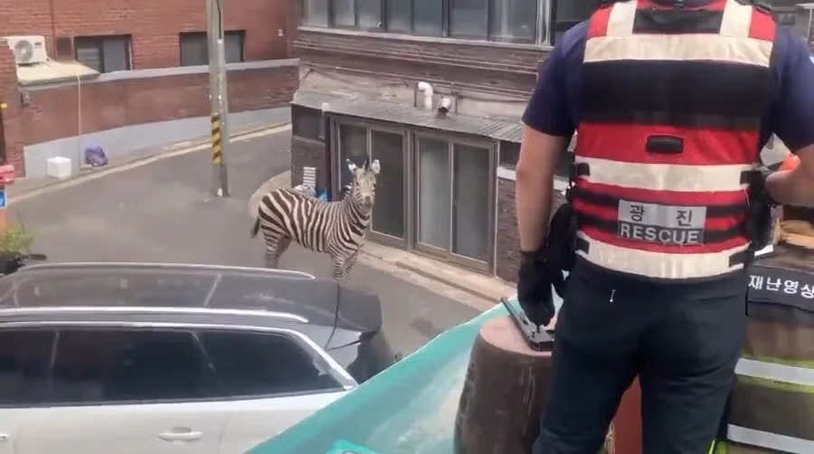 한국에서 늑대탈출이 그리 놀랍지 않은 이유 5