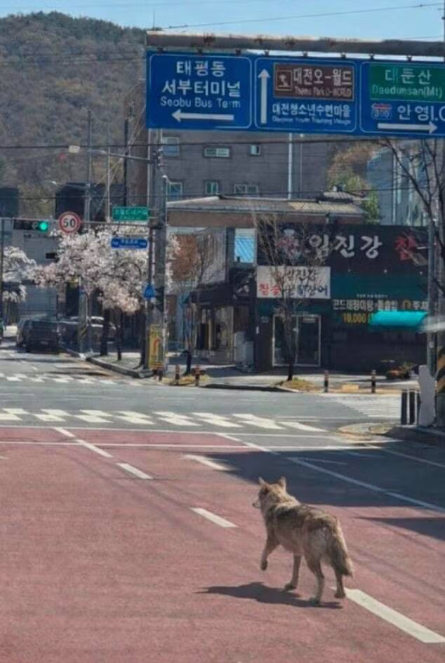 오월드 탈출 늑대 야간 수색작업에도 잡지 못해 2