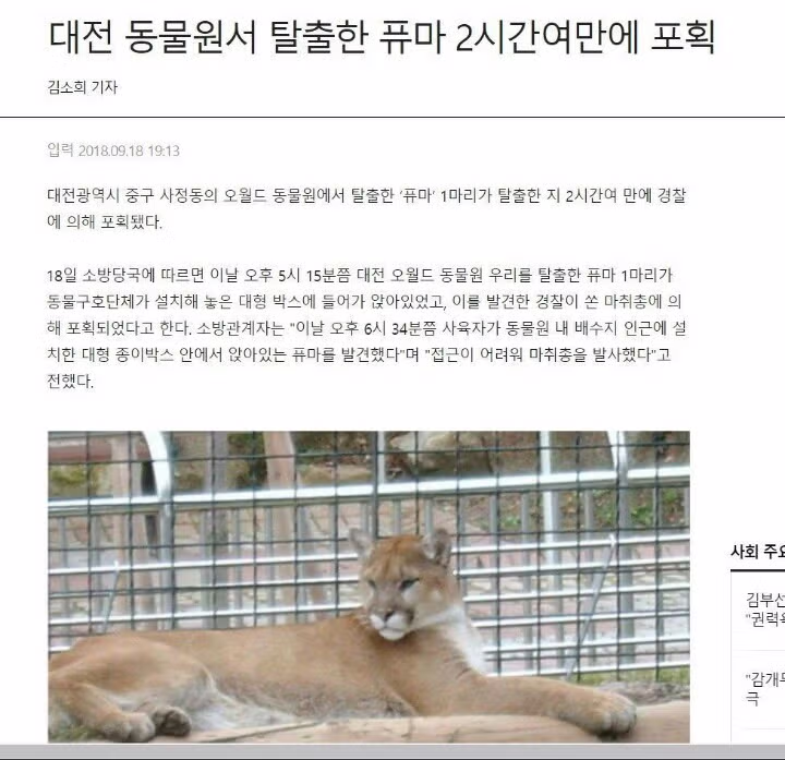 대전 오월드에서 탈출했던 퓨마가 탈출해서 숨어있던 곳55 3