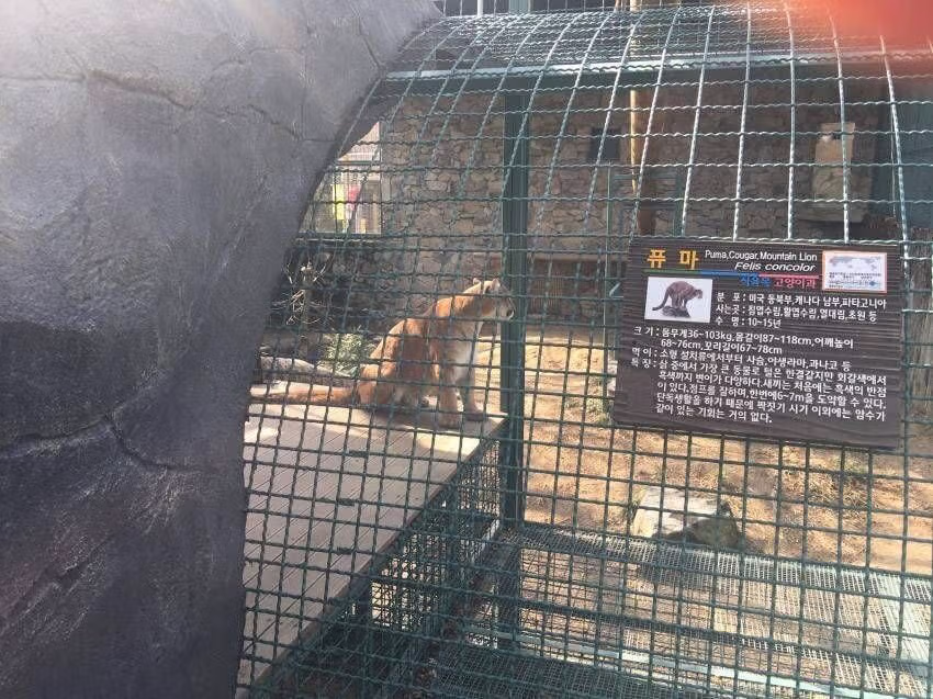 대전 오월드에서 탈출했던 퓨마가 탈출해서 숨어있던 곳55 5