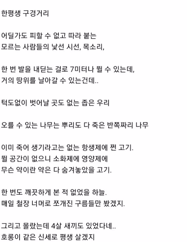 대전 오월드에서 탈출했던 퓨마가 탈출해서 숨어있던 곳55 6