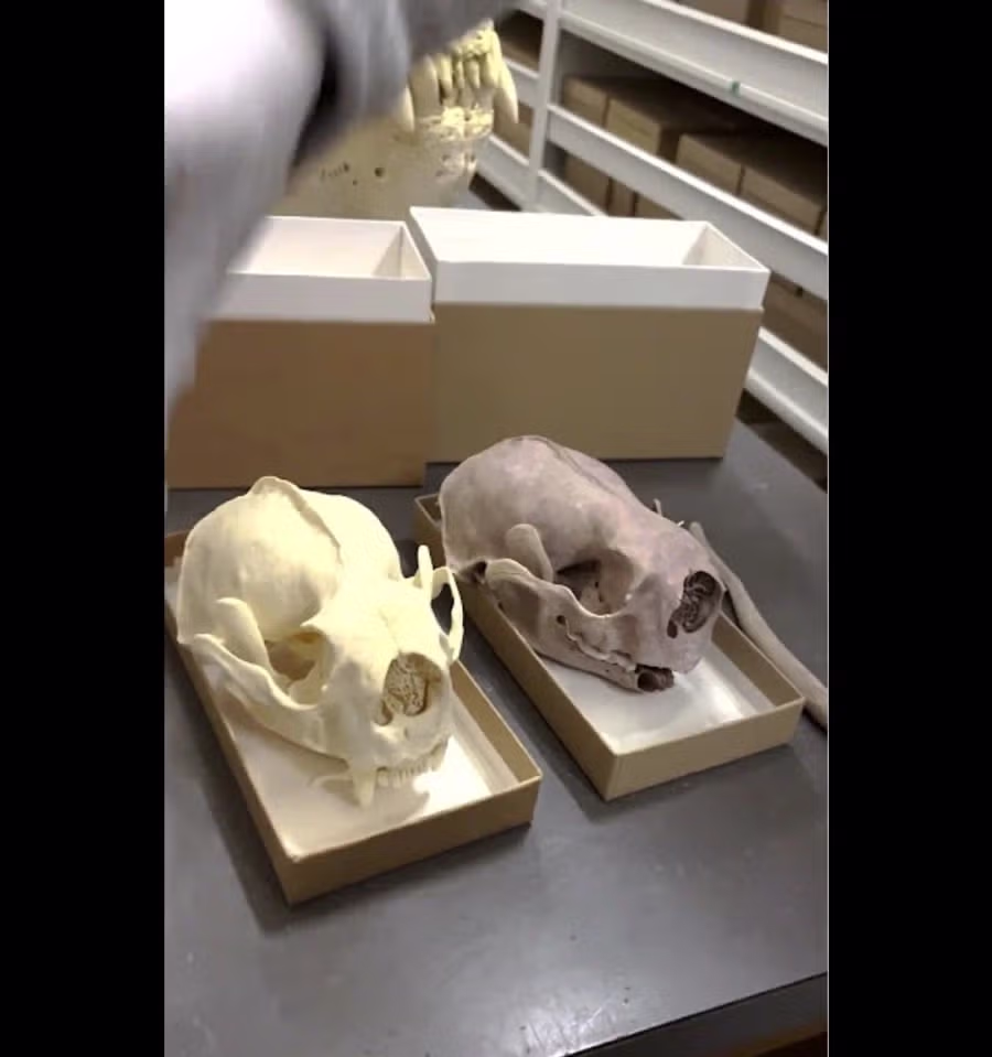 해달이 성게를 많이 먹으면 생기는 일.jpg 2