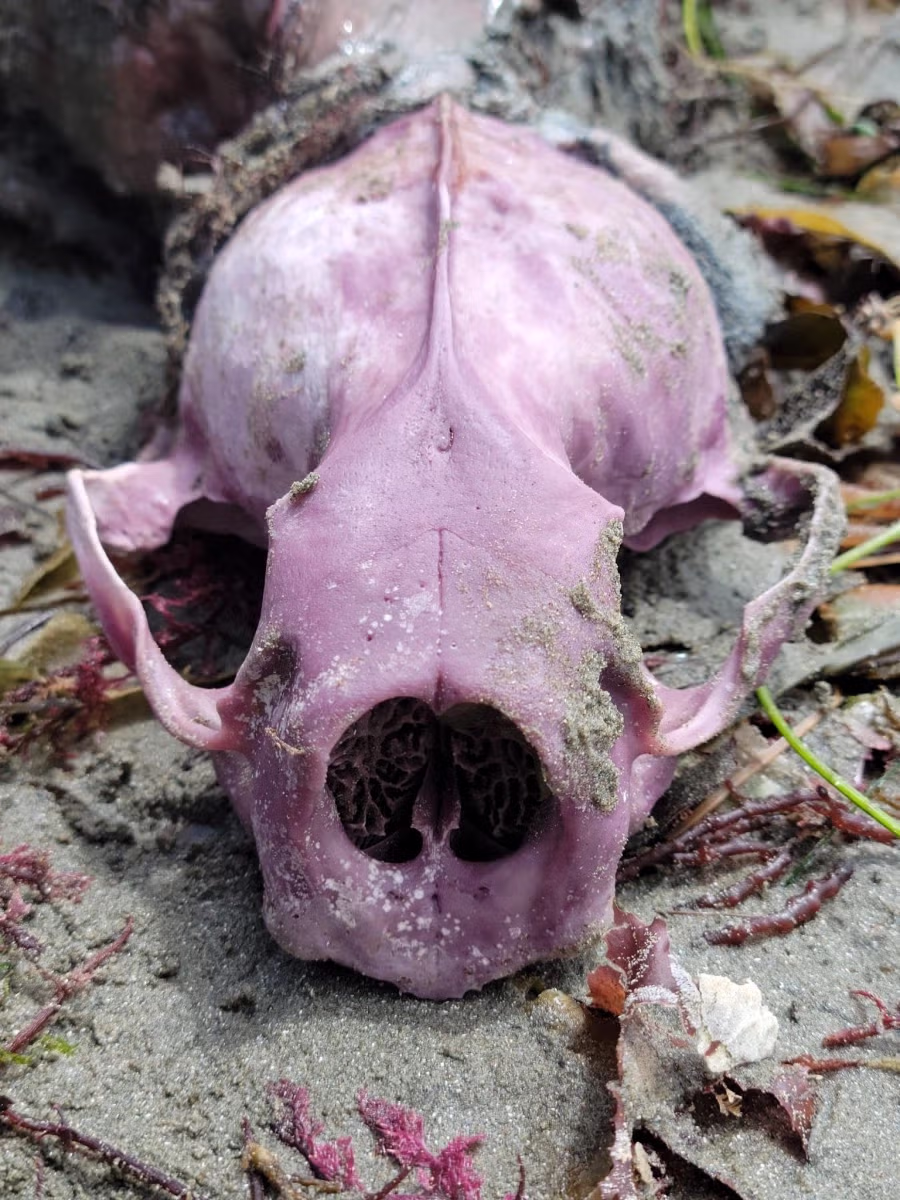 해달이 성게를 많이 먹으면 생기는 일.jpg 3