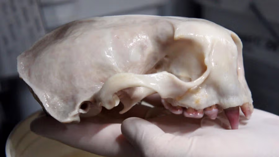 해달이 성게를 많이 먹으면 생기는 일.jpg 4