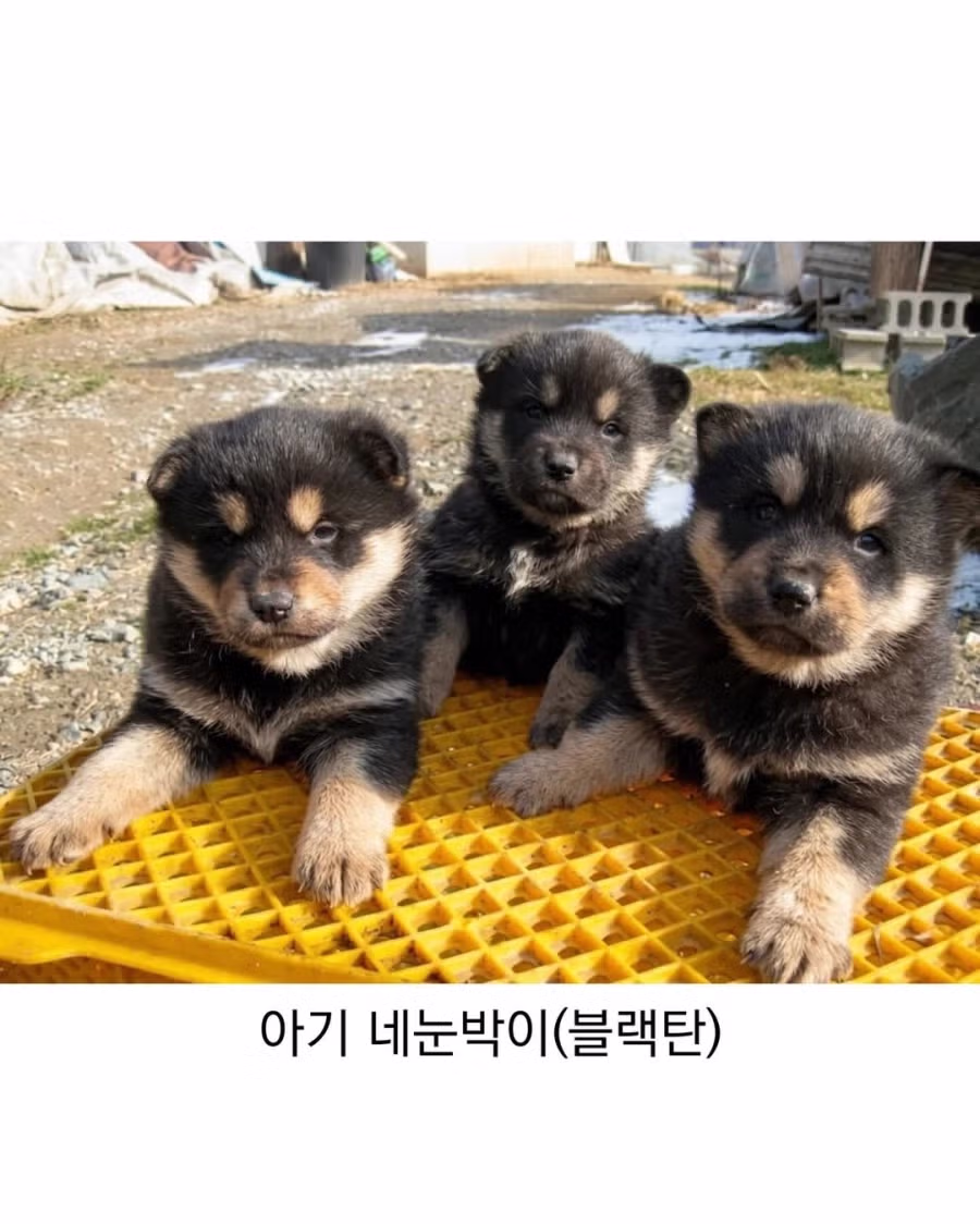 아기때는 완전 다르다는 진돗개 2