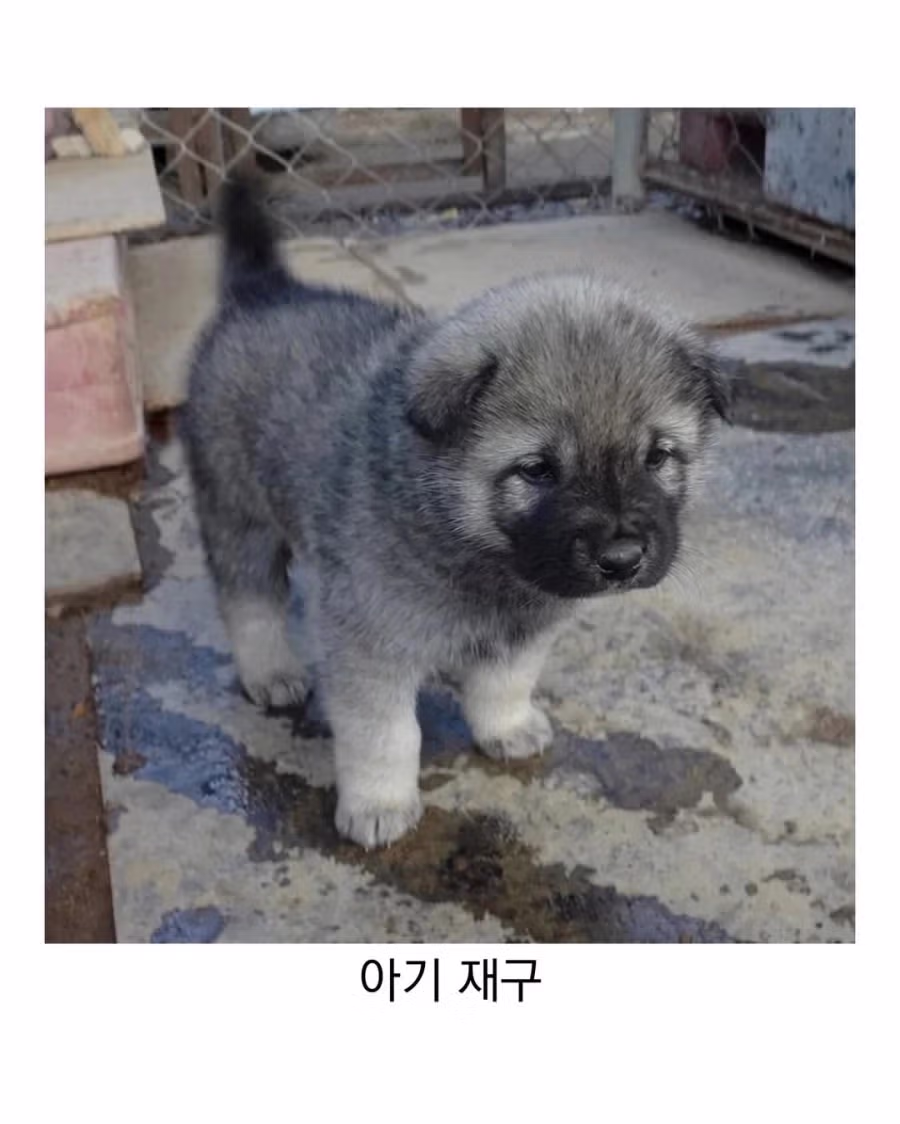 아기때는 완전 다르다는 진돗개 4