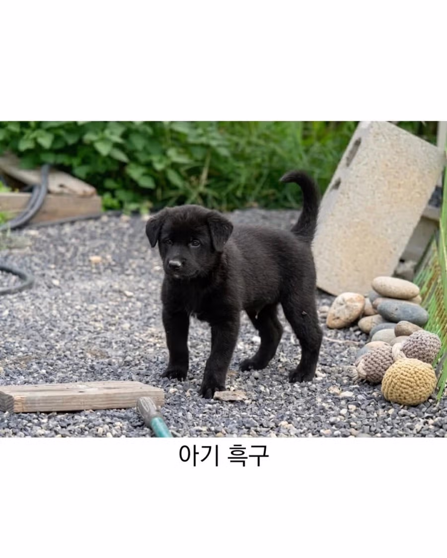 아기때는 완전 다르다는 진돗개 6