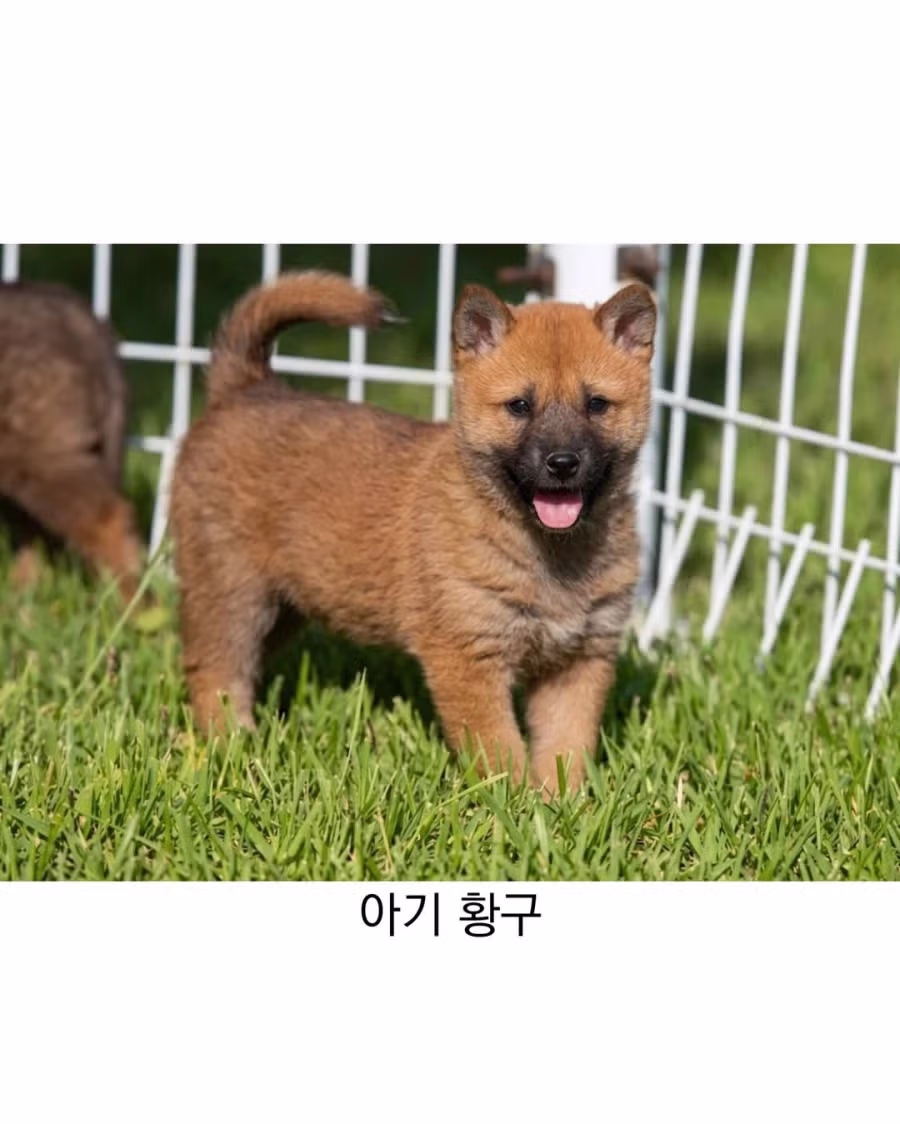 아기때는 완전 다르다는 진돗개 5