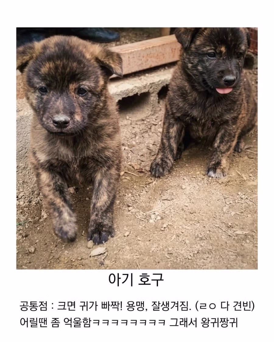 아기때는 완전 다르다는 진돗개 8