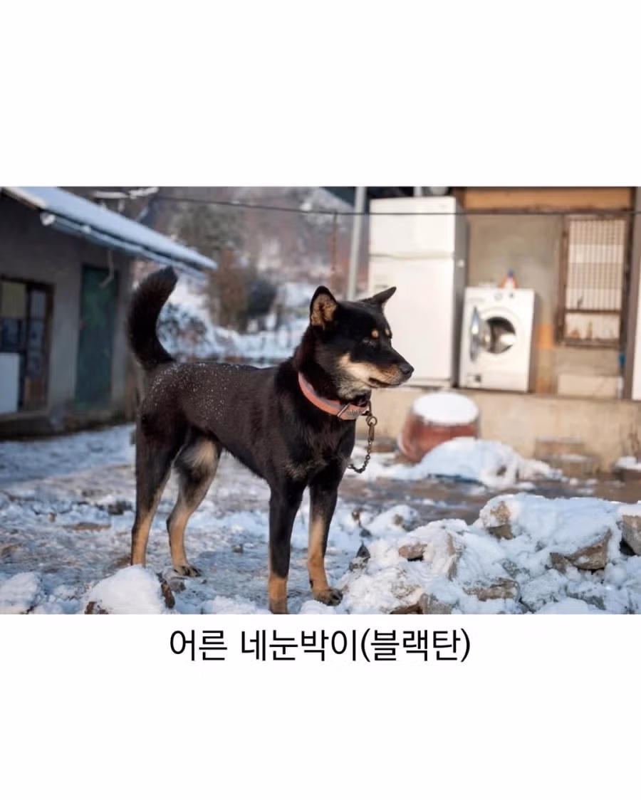 아기때는 완전 다르다는 진돗개 10