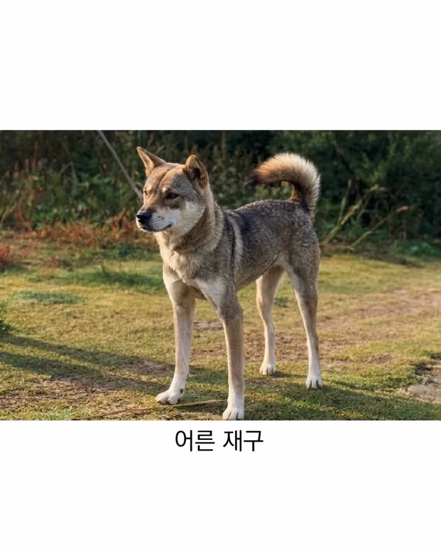 아기때는 완전 다르다는 진돗개 11