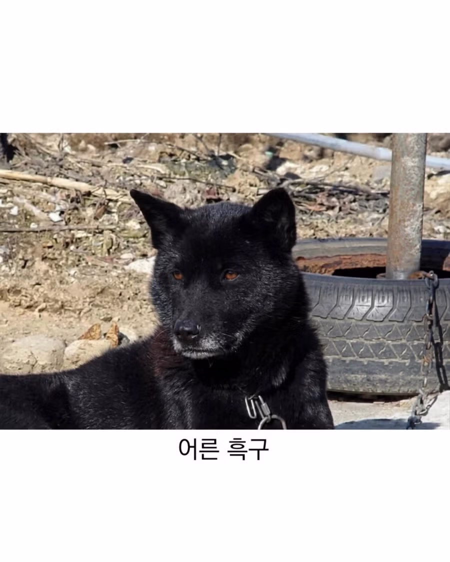 아기때는 완전 다르다는 진돗개 9