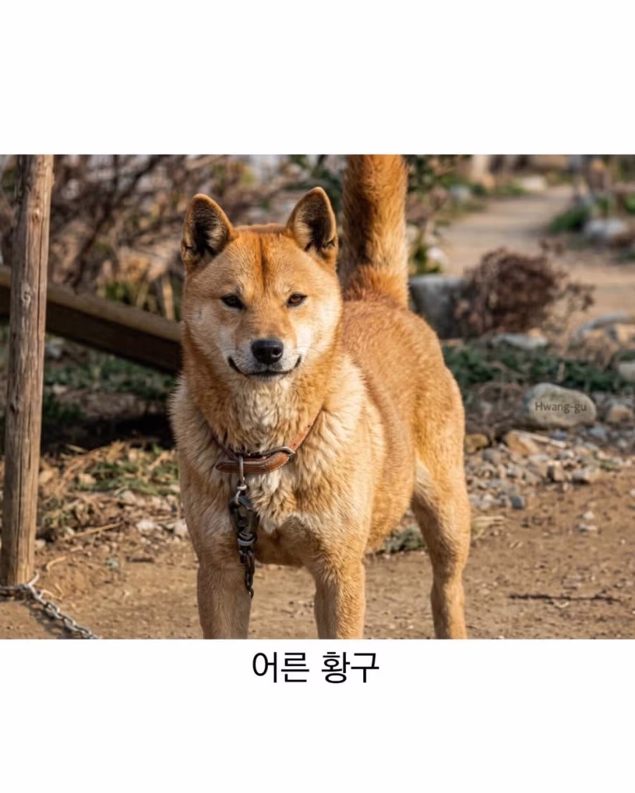 아기때는 완전 다르다는 진돗개 7