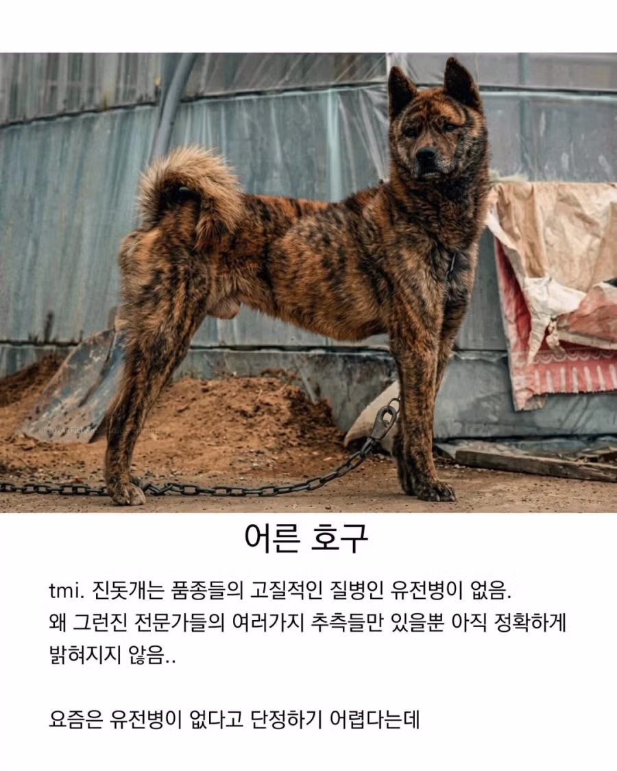 아기때는 완전 다르다는 진돗개 12