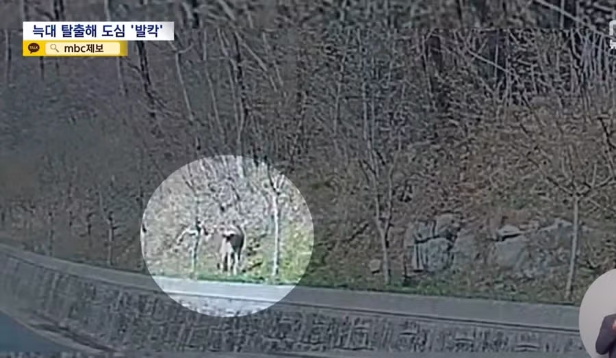 대전, 탈출 늑대 늑구가 안 잡히는 이유 3