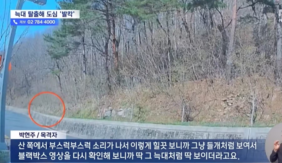 대전, 탈출 늑대 늑구가 안 잡히는 이유 4