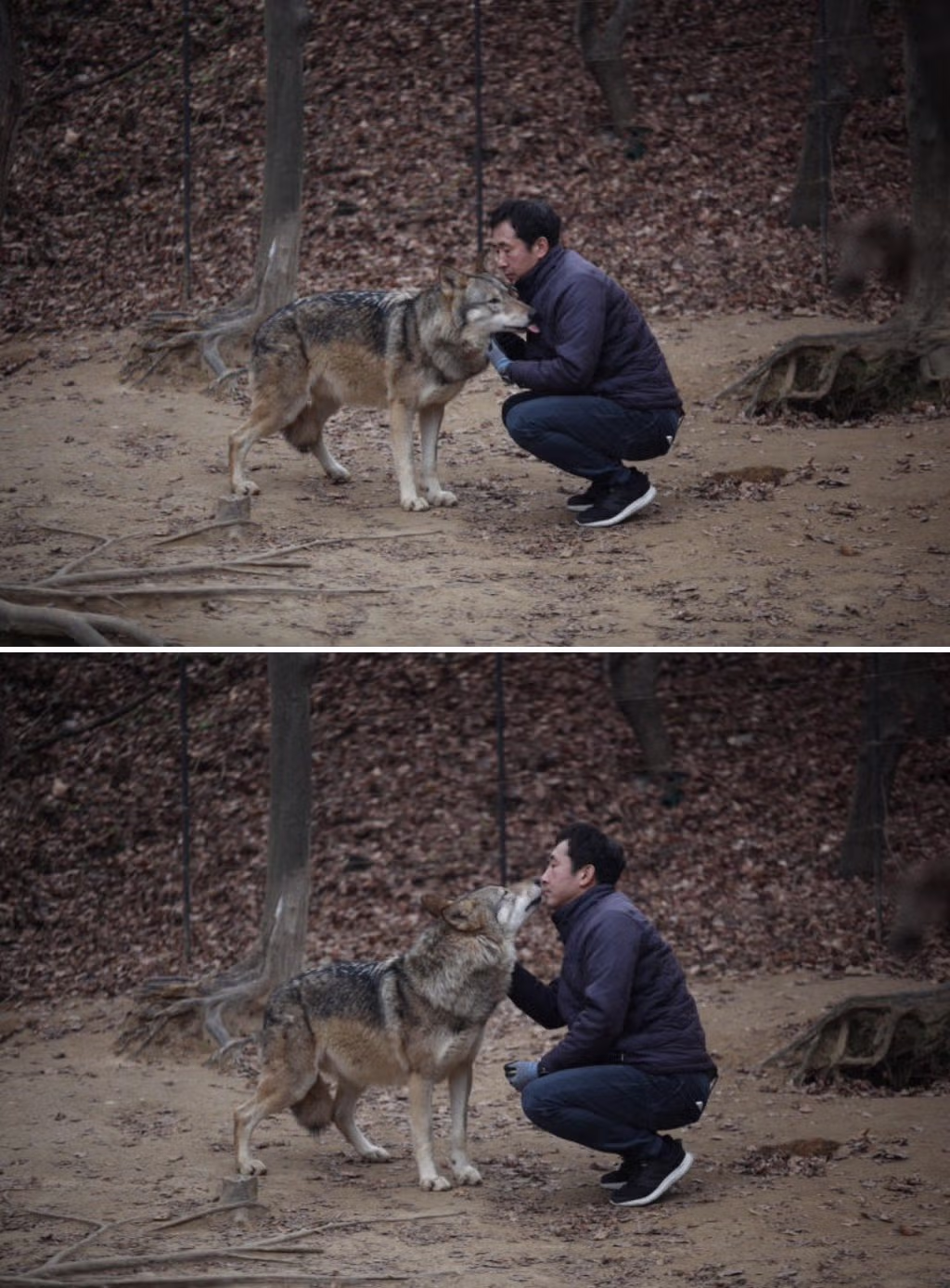 오월드에 사는 늑대들 평소모습 2