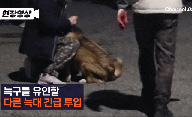 대전오월드 탈출한 늑구 찾으러 나온 암컷 늑대.gif 2