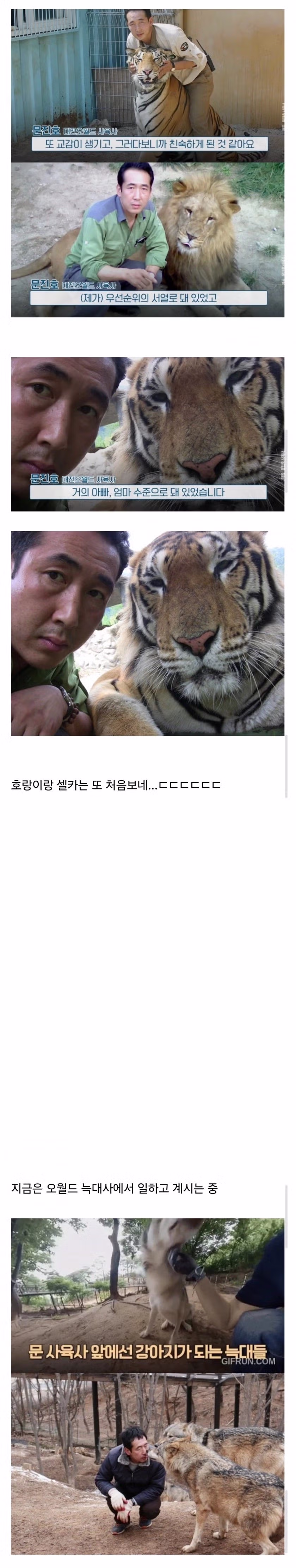 ??: 늑대가 너무 순해서 밥도 우리안에 들어가서 손으로 직접 주고 스킨쉽도 막해 이거 진짜 강아지 아냐?ㅠㅠ 2