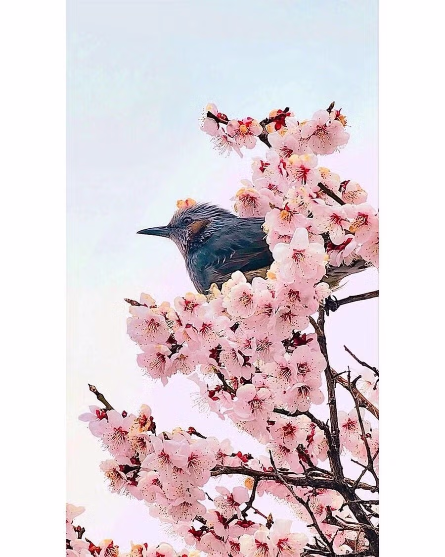 아빠가 찍어준 고도ㄹ… 직박구리.jpg 2