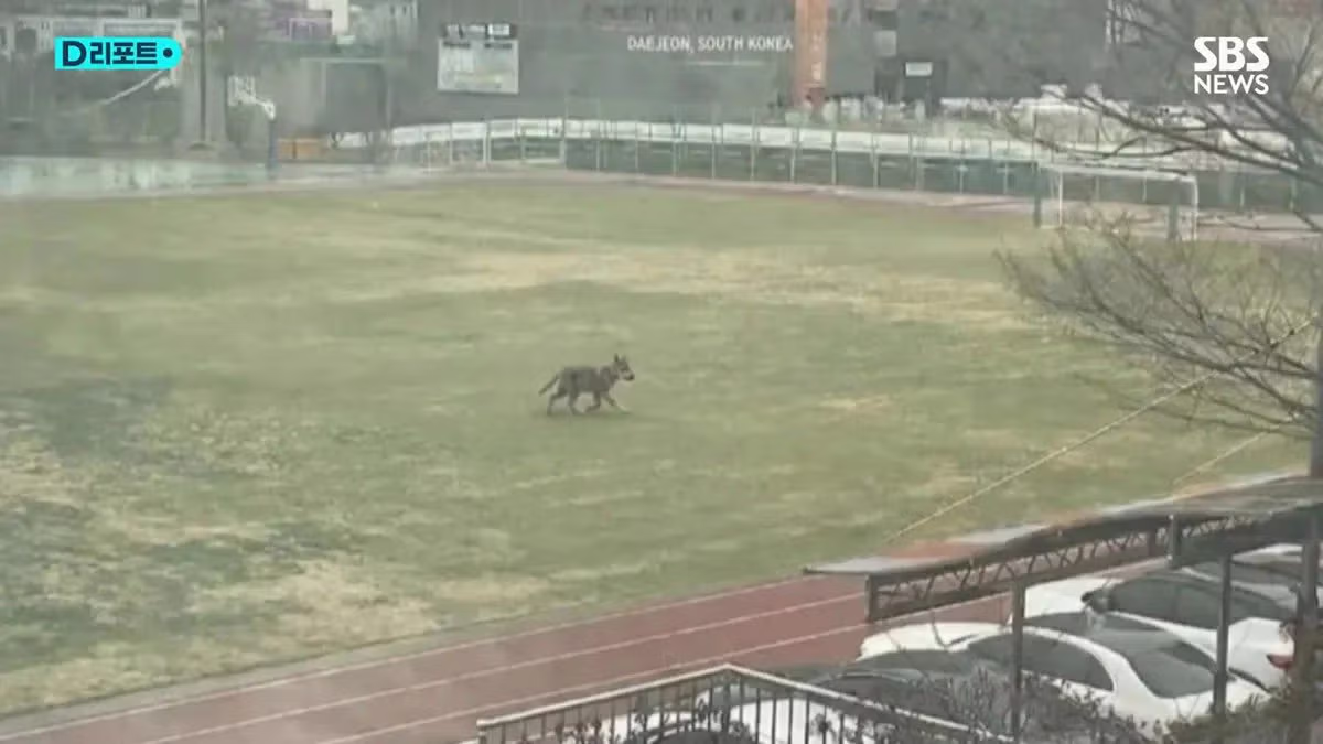 알고보니 모두 ai 조작짤이었던 늑구 목격사진 4
