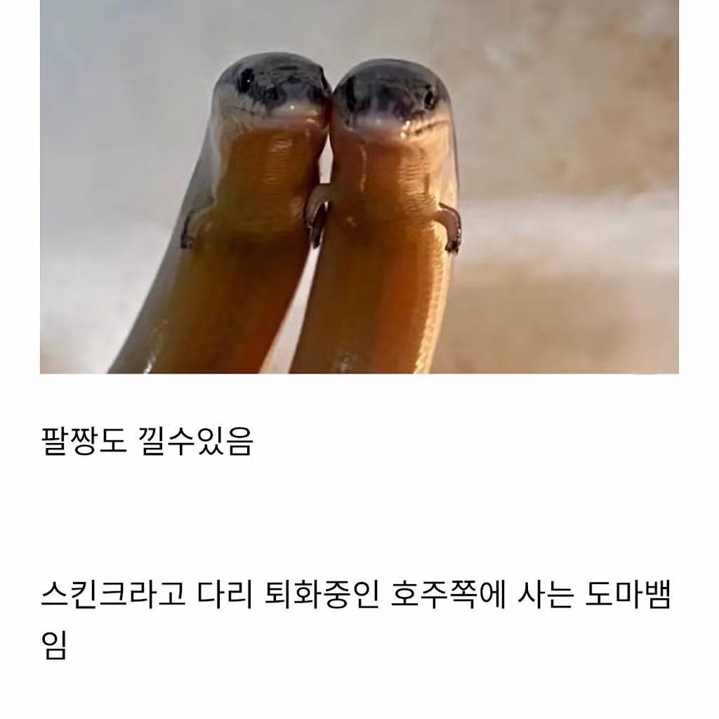 쪼매난 팔이 달려있는 도마뱀 5