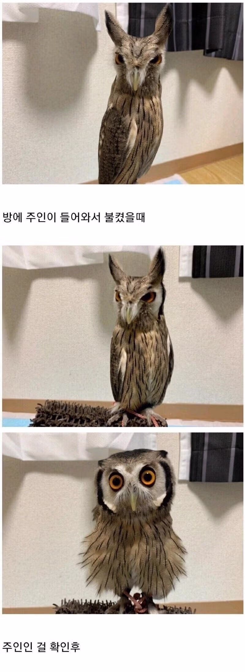 부엉이를 기르다 보면 볼 수 있는 광경.jpg - 뽐뿌 인기글 이미지 1 - 밈카세
