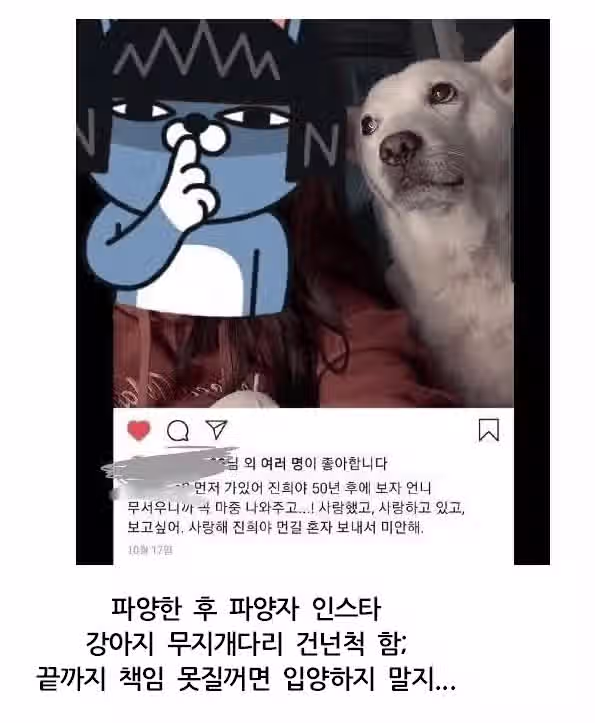 파양당한 유기견 2