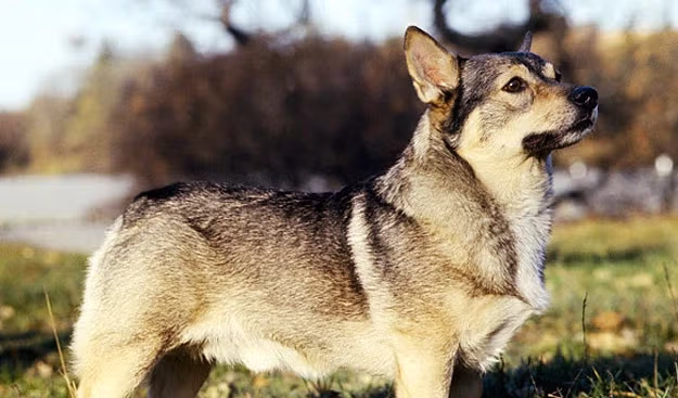 코기와 늑대가 낳은 울프독 2