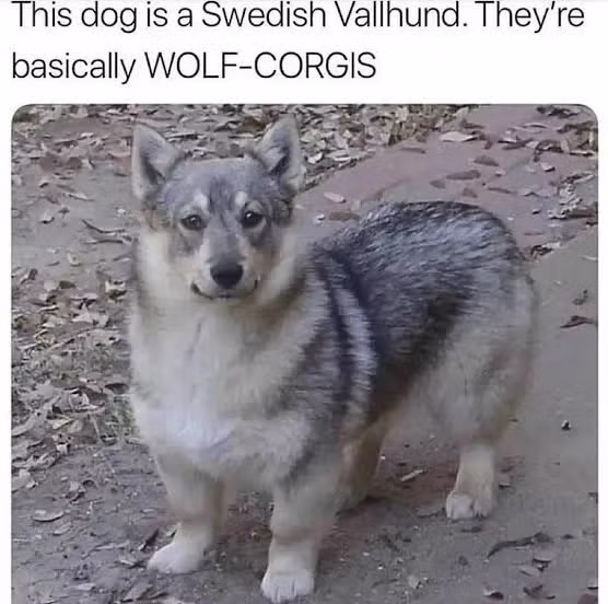 코기와 늑대가 낳은 울프독 3