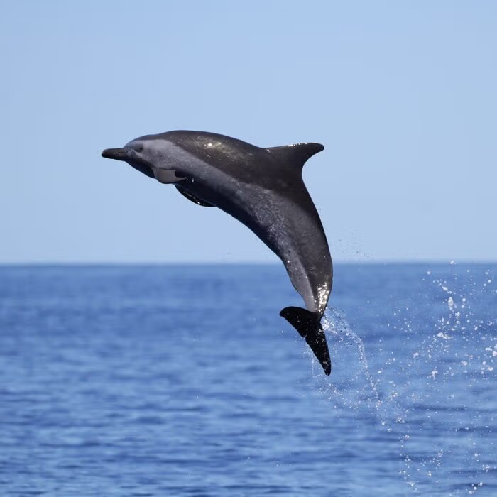 ㄹㅇ '난다고래' 포착;; 2