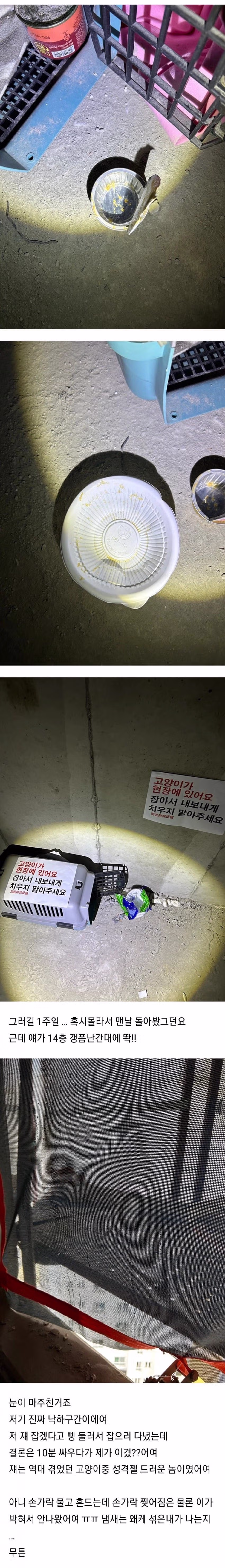 (혐) 고양이에게 물린 캣맘 2