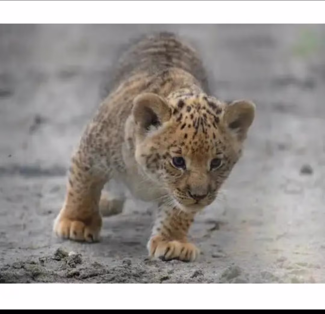 자기 새끼가 너무 귀여운 라이거ㅋㅋㅋ 2