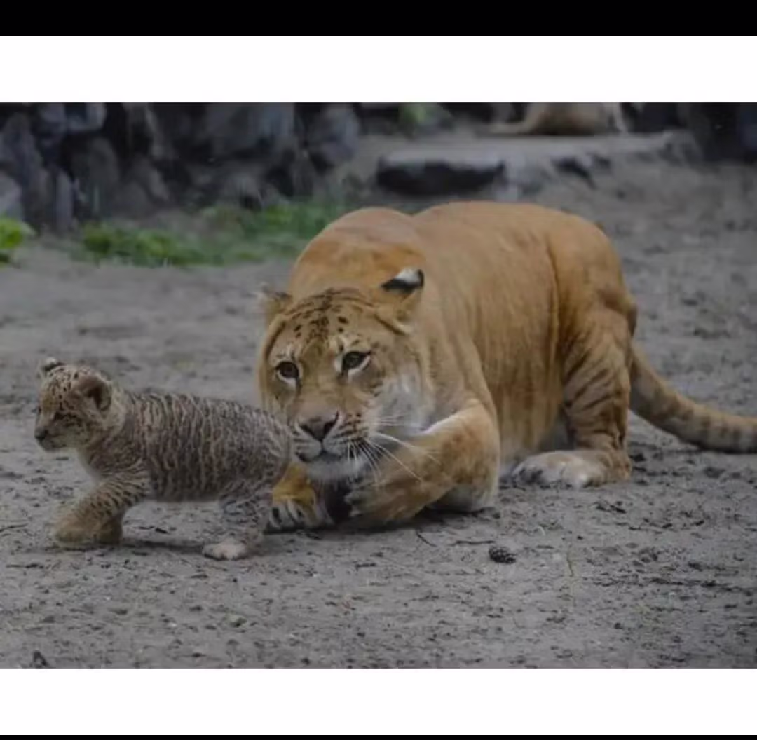 자기 새끼가 너무 귀여운 라이거ㅋㅋㅋ 3